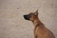 Malinois M, a male Belgian Malinois for sale in Maricopa, AZ – 9 of 10