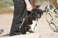 Toes M Sylvester, a male Akita and McNab Shepherd for sale in Maricopa, AZ – Photo 7 of 10