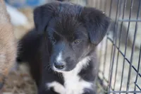 Toes M Sylvester, a male Akita and McNab Shepherd for sale in Maricopa, AZ – Photo 5 of 10