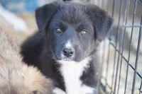 Toes M Sylvester, a male Akita and McNab Shepherd for sale in Maricopa, AZ – Photo 1 of 10