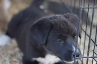 Toes M Sylvester, a male Akita and McNab Shepherd for sale in Maricopa, AZ – Photo 4 of 10