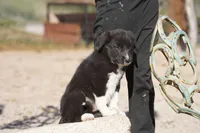 Toes M Sylvester, a male Akita and McNab Shepherd for sale in Maricopa, AZ – Photo 8 of 10
