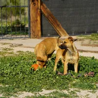 Ma reddish M, a male Belgian Malinois for sale in Maricopa, AZ – Photo 8 of 10