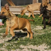 Ma reddish M, a male Belgian Malinois for sale in Maricopa, AZ – Photo 10 of 10