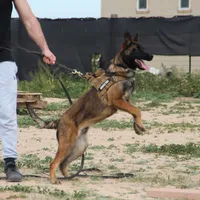 Ma reddish M, a male Belgian Malinois for sale in Maricopa, AZ – Photo 4 of 10