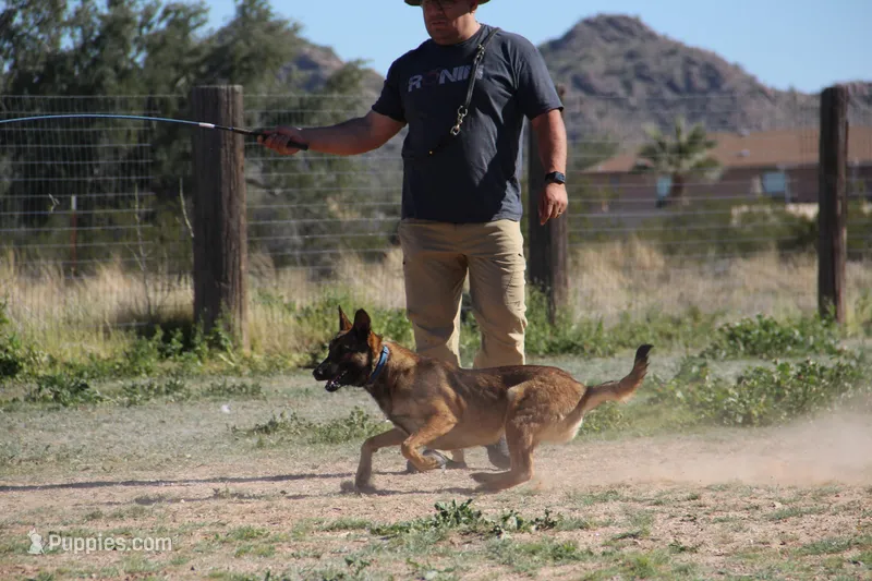 Mali reddish M – Belgian Malinois puppy for sale in Maricopa, AZ