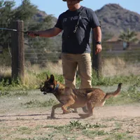 Ma reddish M, a male Belgian Malinois for sale in Maricopa, AZ – Photo 3 of 10