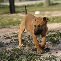 Ma reddish M, a male Belgian Malinois for sale in Maricopa, AZ – Photo 6 of 10