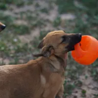 Ma reddish M, a male Belgian Malinois for sale in Maricopa, AZ – Photo 1 of 10