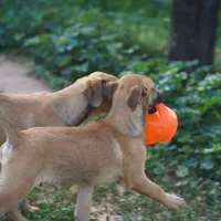 Ma reddish M, a male Belgian Malinois for sale in Maricopa, AZ – Photo 7 of 10