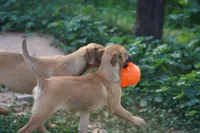 processed/62ef5f7d-774d-459e-8c5f-d063c1a1778f/listing/31349b9f-2281-405e-80f6-6730645db60b/67825ca4-ac53-4039-b297-823e223f5c76