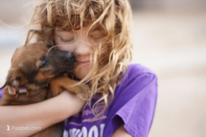 Mali reddish M – Belgian Malinois puppy for sale in Maricopa, AZ