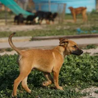 Ma reddish M, a male Belgian Malinois for sale in Maricopa, AZ – Photo 5 of 10