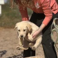 Toes M Lorek, a male Akita and McNab Shepherd for sale in Maricopa, AZ – Photo 4 of 10