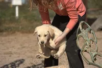 Toes M Lorek, a male Akita and McNab Shepherd for sale in Maricopa, AZ – Photo 4 of 10