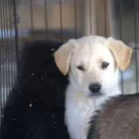 Toes M Lorek, a male Akita and McNab Shepherd for sale in Maricopa, AZ – Photo 2 of 10