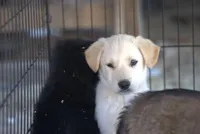 Toes M Lorek, a male Akita and McNab Shepherd for sale in Maricopa, AZ – Photo 2 of 10