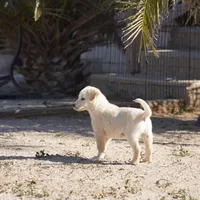 Toes M Lorek, a male Akita and McNab Shepherd for sale in Maricopa, AZ – Photo 10 of 10