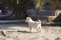 Toes M Lorek, a male Akita and McNab Shepherd for sale in Maricopa, AZ – Photo 10 of 10