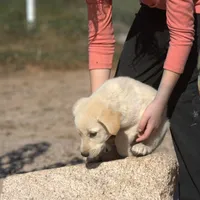 Toes M Lorek, a male Akita and McNab Shepherd for sale in Maricopa, AZ – Photo 5 of 10