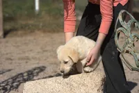 Toes M Lorek, a male Akita and McNab Shepherd for sale in Maricopa, AZ – Photo 5 of 10