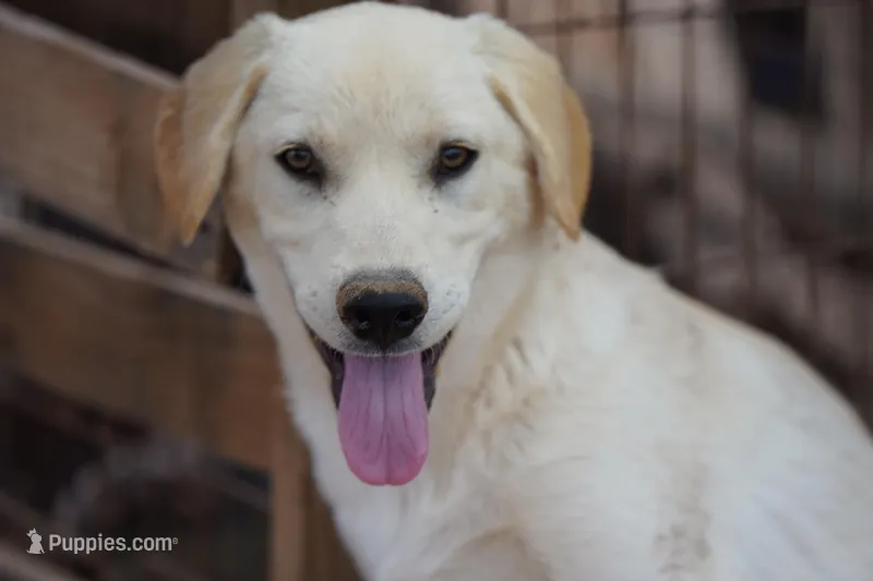 Toes M Lorek – Akita, McNab Shepherd puppy for sale in Maricopa, AZ