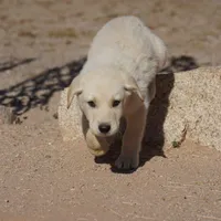 Toes M Lorek, a male Akita and McNab Shepherd for sale in Maricopa, AZ – Photo 7 of 10