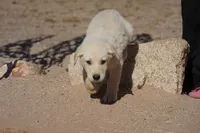 Toes M Lorek, a male Akita and McNab Shepherd for sale in Maricopa, AZ – Photo 7 of 10