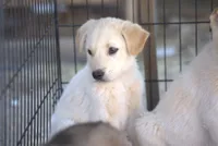 Toes M Lorek, a male Akita and McNab Shepherd for sale in Maricopa, AZ – Photo 3 of 10