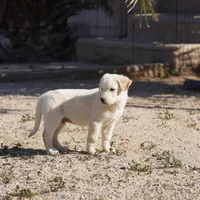 Toes M Lorek, a male Akita and McNab Shepherd for sale in Maricopa, AZ – Photo 9 of 10