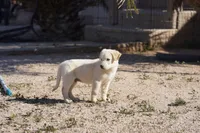 Toes M Lorek, a male Akita and McNab Shepherd for sale in Maricopa, AZ – Photo 9 of 10