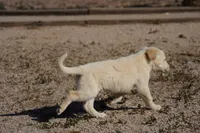 Toes M Lorek, a male Akita and McNab Shepherd for sale in Maricopa, AZ – Photo 6 of 10