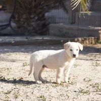 Toes M Lorek, a male Akita and McNab Shepherd for sale in Maricopa, AZ – Photo 8 of 10