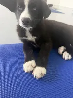 McNabsky (BlueEye), a female Siberian Husky and McNab Shepherd for sale in Maricopa, AZ – 3 of 10