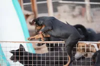 Happiness (Happy), a male Doberman Pinscher for sale in Maricopa, AZ – 5 of 10