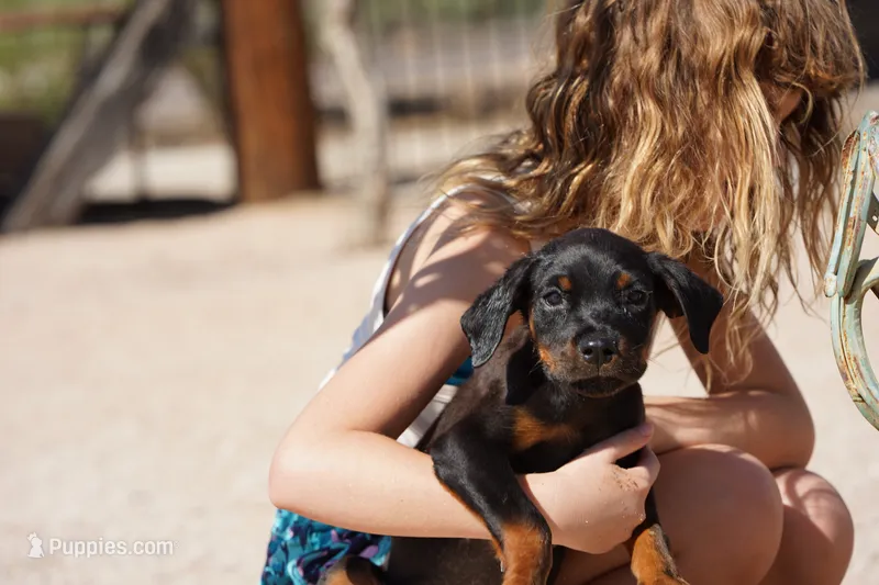 Rott (GenM1) – Rottweiler puppy for sale in Maricopa, AZ