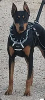 Akira Red F, a female Doberman Pinscher for sale in Maricopa, AZ – 3 of 5