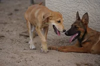 Doberdane Champagne F, a female Doberman Pinscher and Great Dane for sale in Maricopa, AZ – 6 of 10
