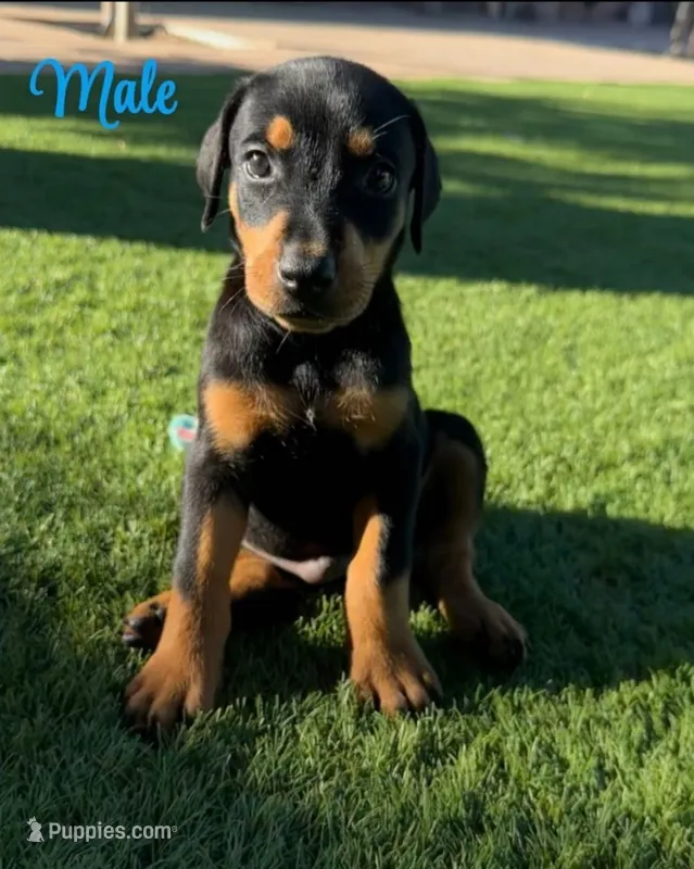Akira Blk M – Doberman Pinscher puppy for sale in Maricopa, AZ