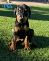 Akira Blk M, a male Doberman Pinscher for sale in Maricopa, AZ – 3 of 10