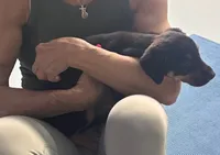 Doberdane Blk/Rst F, a female Doberman Pinscher and Great Dane for sale in Maricopa, AZ – 7 of 10