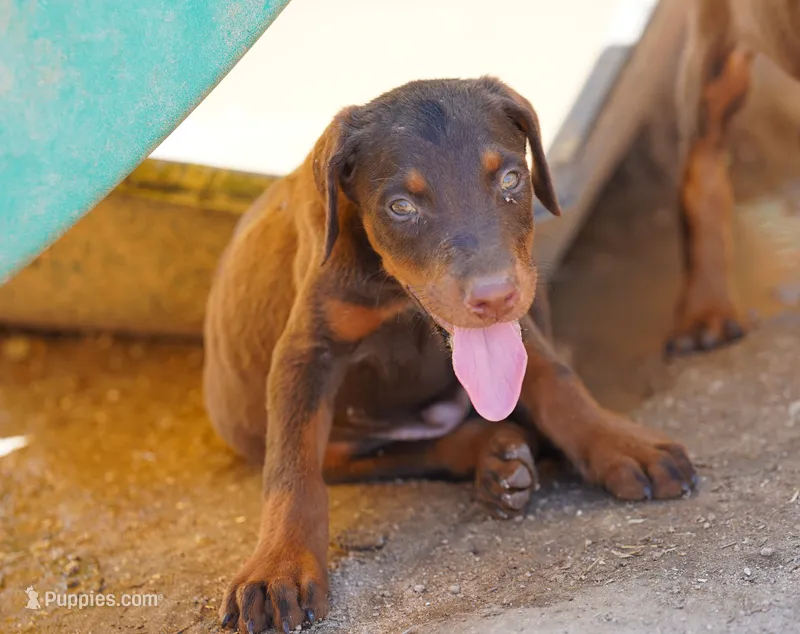 Dobie Red M – Doberman Pinscher puppy for sale in Maricopa, AZ