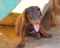 Dobie Red M, a male Doberman Pinscher for sale in Maricopa, AZ – 1 of 4
