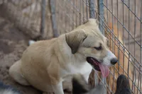 Bansky (B2), a female Siberian Husky and American Mastiff for sale in Maricopa, AZ – 5 of 10