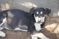 Bansky (Tri), a male Siberian Husky and American Mastiff for sale in Maricopa, AZ – 8 of 10