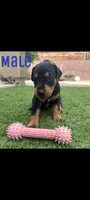 Akira Blk M, a male Doberman Pinscher for sale in Maricopa, AZ – 7 of 10