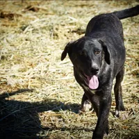 Bear Tiscar Farm Dog, a male Akita and Dutch Shepherd for sale in Maricopa, AZ – Photo 6 of 10