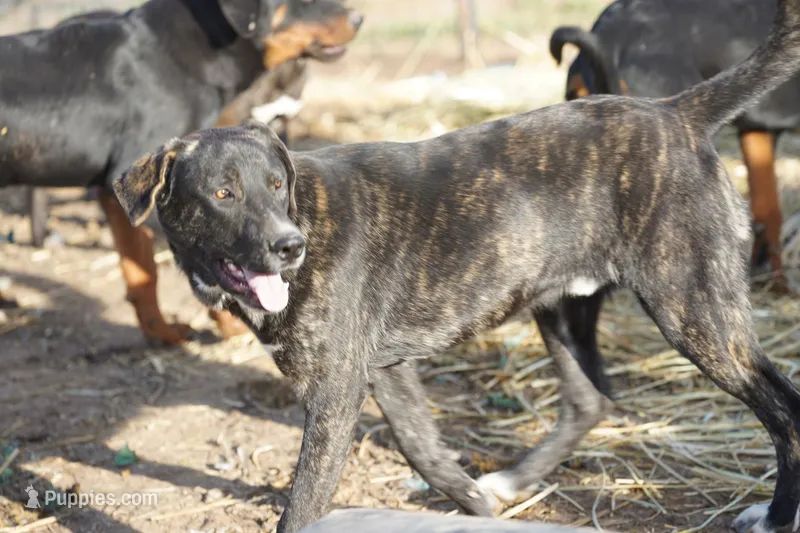 Bear Tiscar Farm Dog – Akita, Dutch Shepherd puppy for sale in Maricopa, AZ