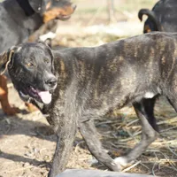 Bear Tiscar Farm Dog, a male Akita and Dutch Shepherd for sale in Maricopa, AZ – Photo 8 of 10