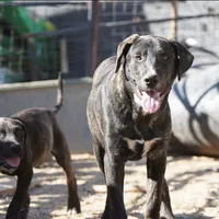 Bear Tiscar Farm Dog, a male Akita and Dutch Shepherd for sale in Maricopa, AZ – Photo 3 of 10
